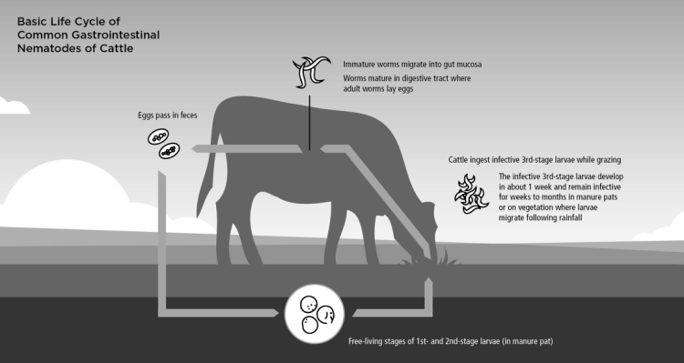 Decreasing your parasite burden won’t just benefit your herd in the short term; it will also help prevent pasture reinfection later down the road. Decreasing your parasite burden won’t just benefit your herd in the short term; it will also help prevent pasture reinfection later down the road.