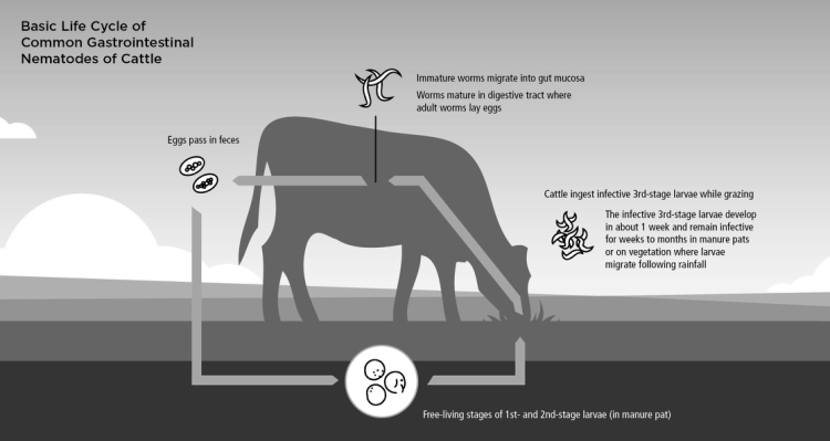 Decreasing your parasite burden won’t just benefit your herd in the short term; it will also help prevent pasture reinfection later down the road.