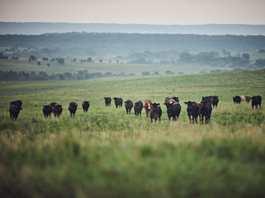 Cattle protected with deworming products.