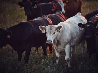 Cattle protected from worms, flies and lice with a deworming protocol.