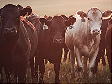 Make the Most of Your Cattle Deworming Program