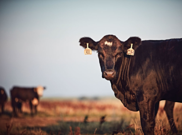 Cow protected with veterinarian approved deworming protocol.