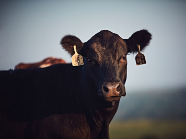 Cow on a deworming treatment for worms.