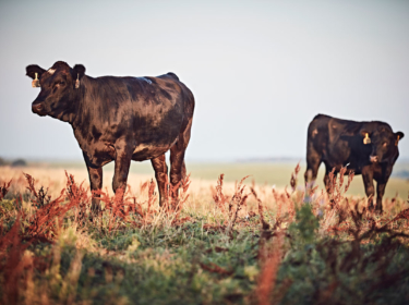 Cows protected with advance deworming strategies.