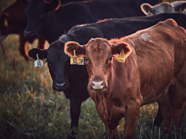 Cattle on a deworming treatment that takes into account parasitic resistance.